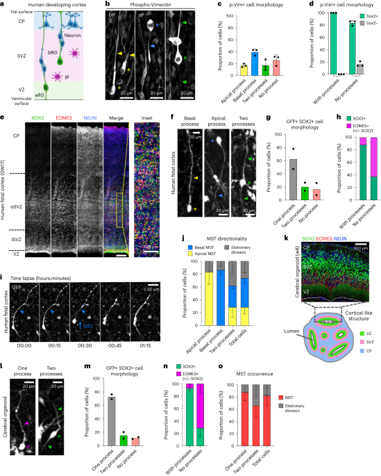 A cell fate decision map reveals abundant direct neurogenesis bypassing intermediate progenitors in the human developing neocortex