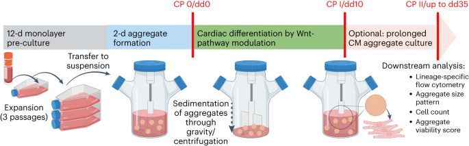 Standardized production of hPSC-derived cardiomyocyte aggregates in stirred spinner flasks