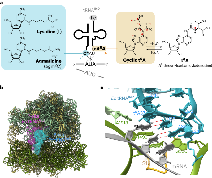 Structural insights into the decoding capability of isoleucine tRNAs with lysidine and agmatidine