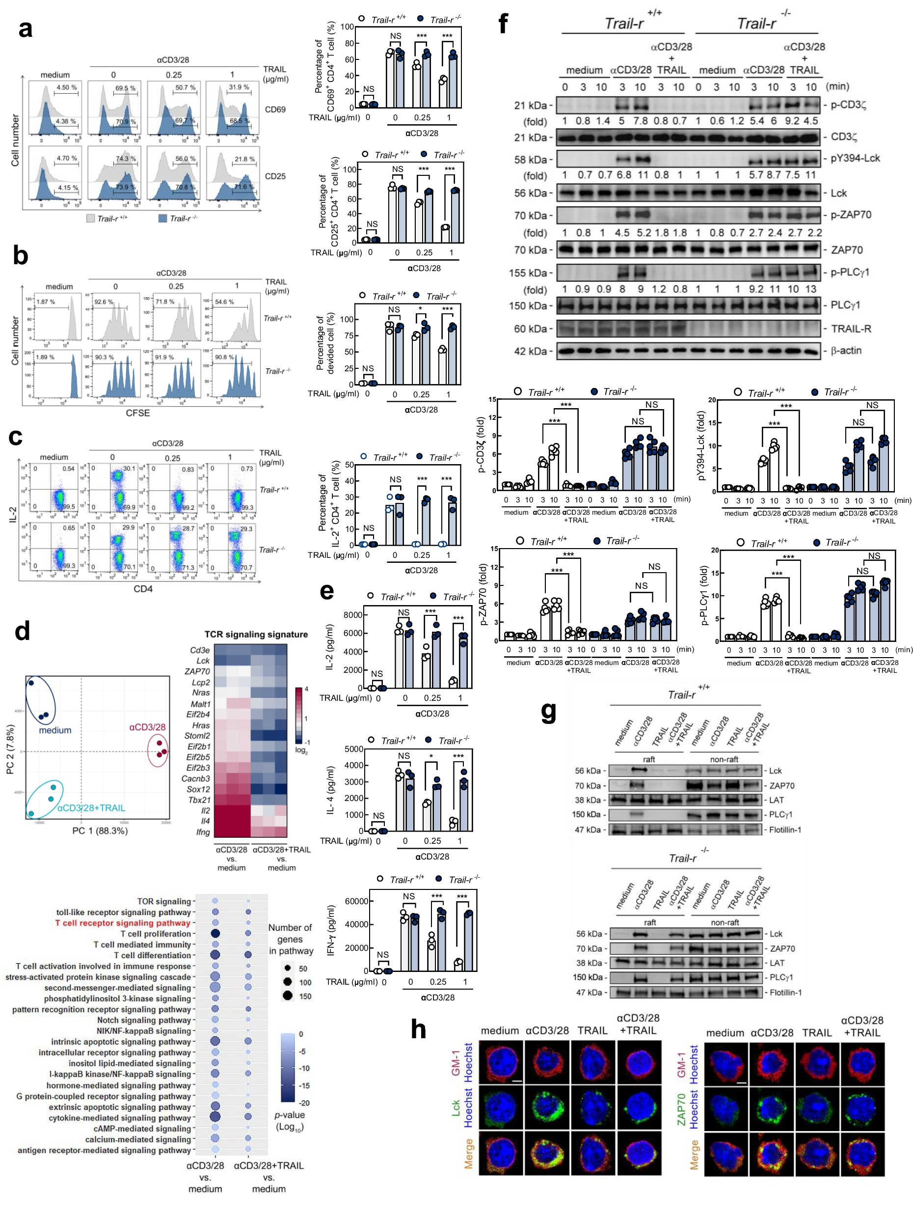 Association of TRAIL receptor with phosphatase SHP-1 enables repressing T cell receptor signaling and T cell activation through inactivating Lck
