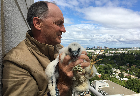 ‘Birds of a feather’: UC Davis Health’s falcon expert shares his passion for peregrines