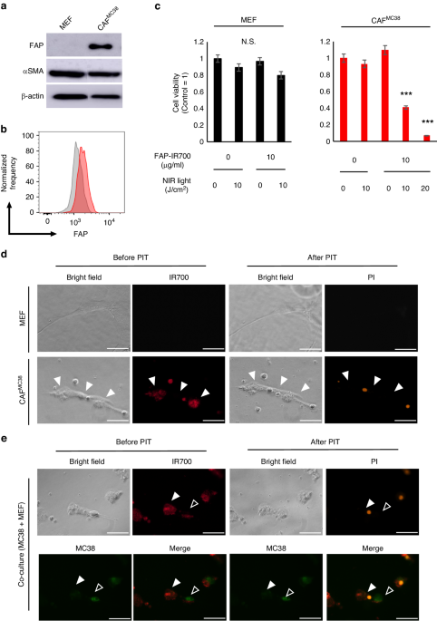 Fibroblast activation protein-targeted near-infrared photoimmunotherapy depletes immunosuppressive cancer-associated fibroblasts and remodels local tumor immunity