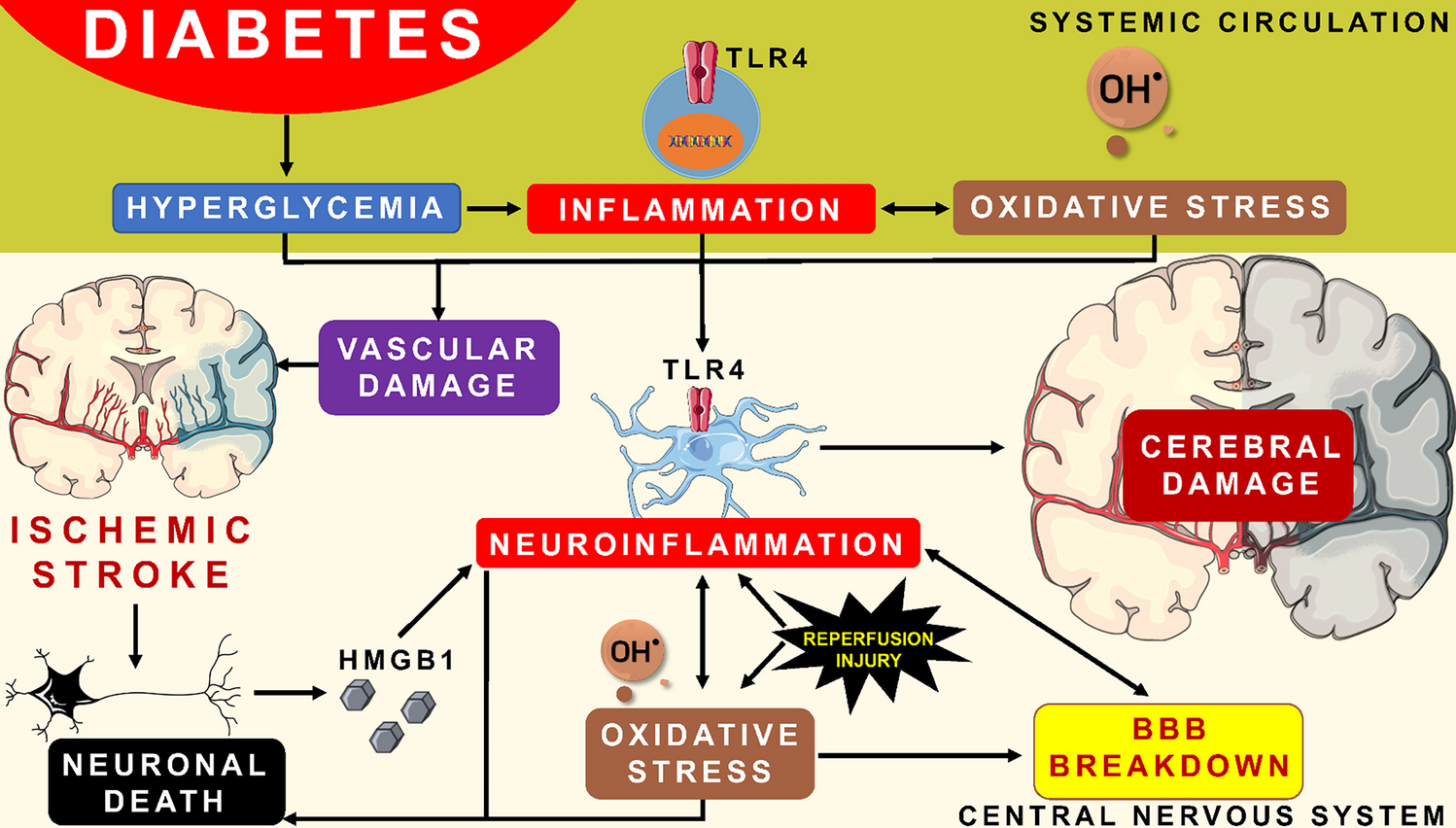 Ischemic stroke and diabetes: a TLR4-mediated neuroinflammatory perspective