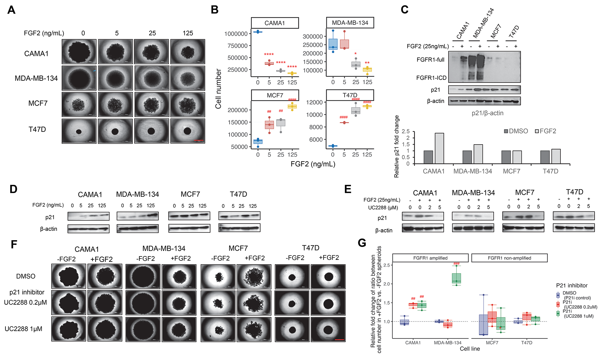 Paradoxical cancer cell proliferation after FGFR inhibition through decreased p21 signaling in FGFR1-amplified breast cancer cells