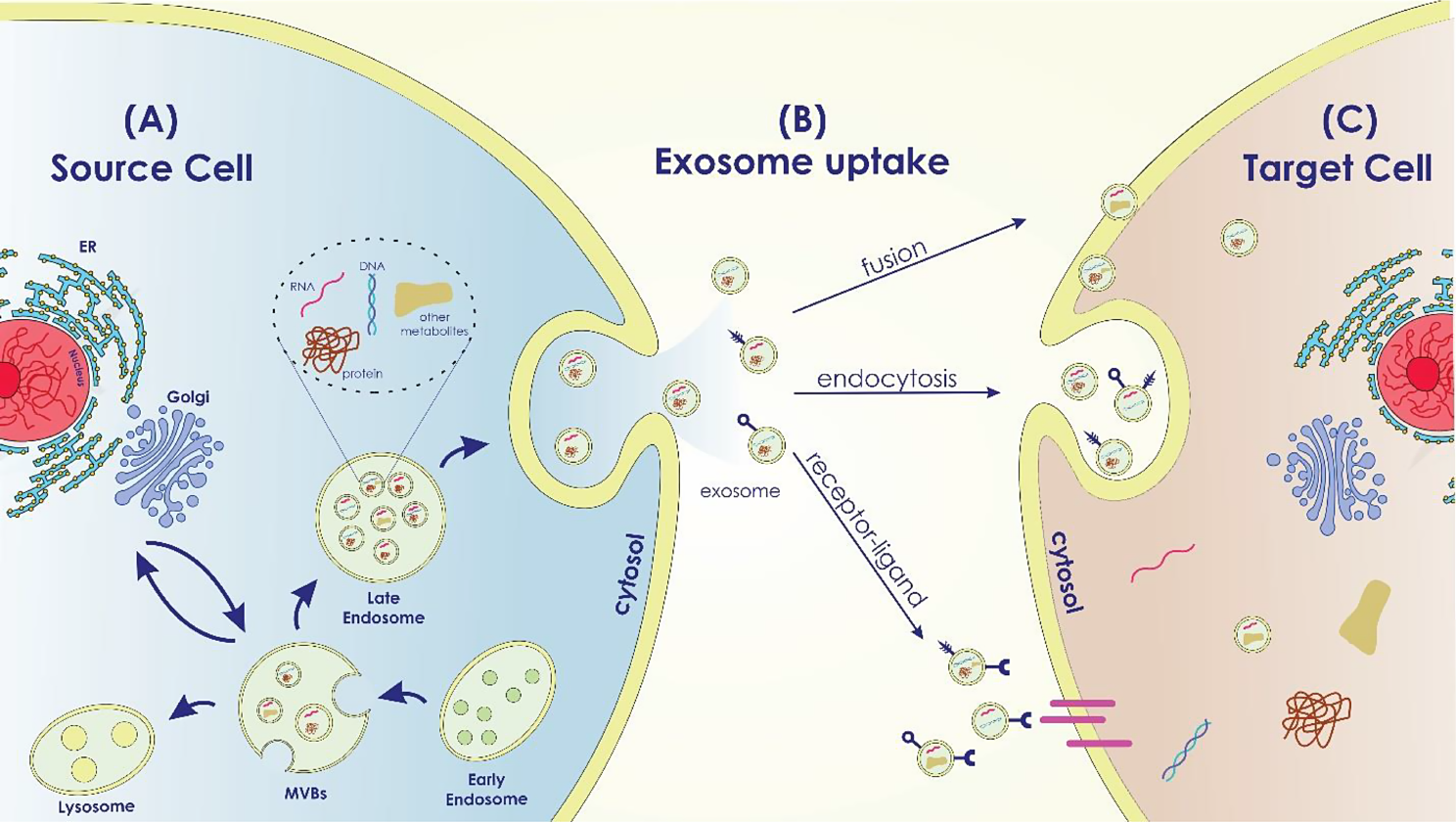 Exploring the dynamic interplay between exosomes and the immune tumor microenvironment: implications for breast cancer progression and therapeutic strategies