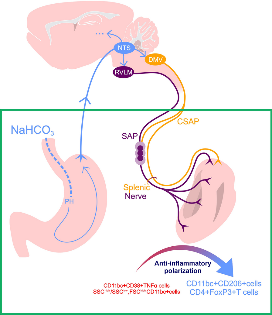 The immunomodulatory effect of oral NaHCO3 is mediated by the splenic nerve: multivariate impact revealed by artificial neural networks