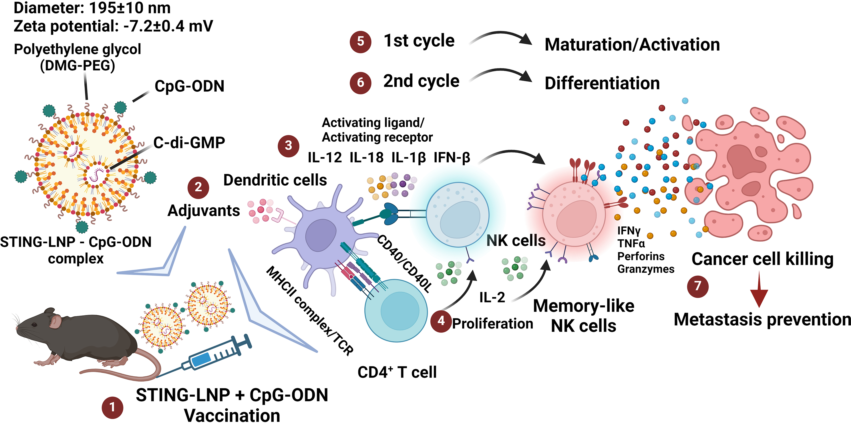 Vaccination with a combination of STING agonist-loaded lipid nanoparticles and CpG-ODNs protects against lung metastasis via the induction of CD11bhighCD27low memory-like NK cells
