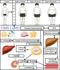 Decreased vitamin D bio-availability with altered DNA methylation of its metabolism genes in association with the metabolic disorders among the school-aged children with degree I, II and III obesity