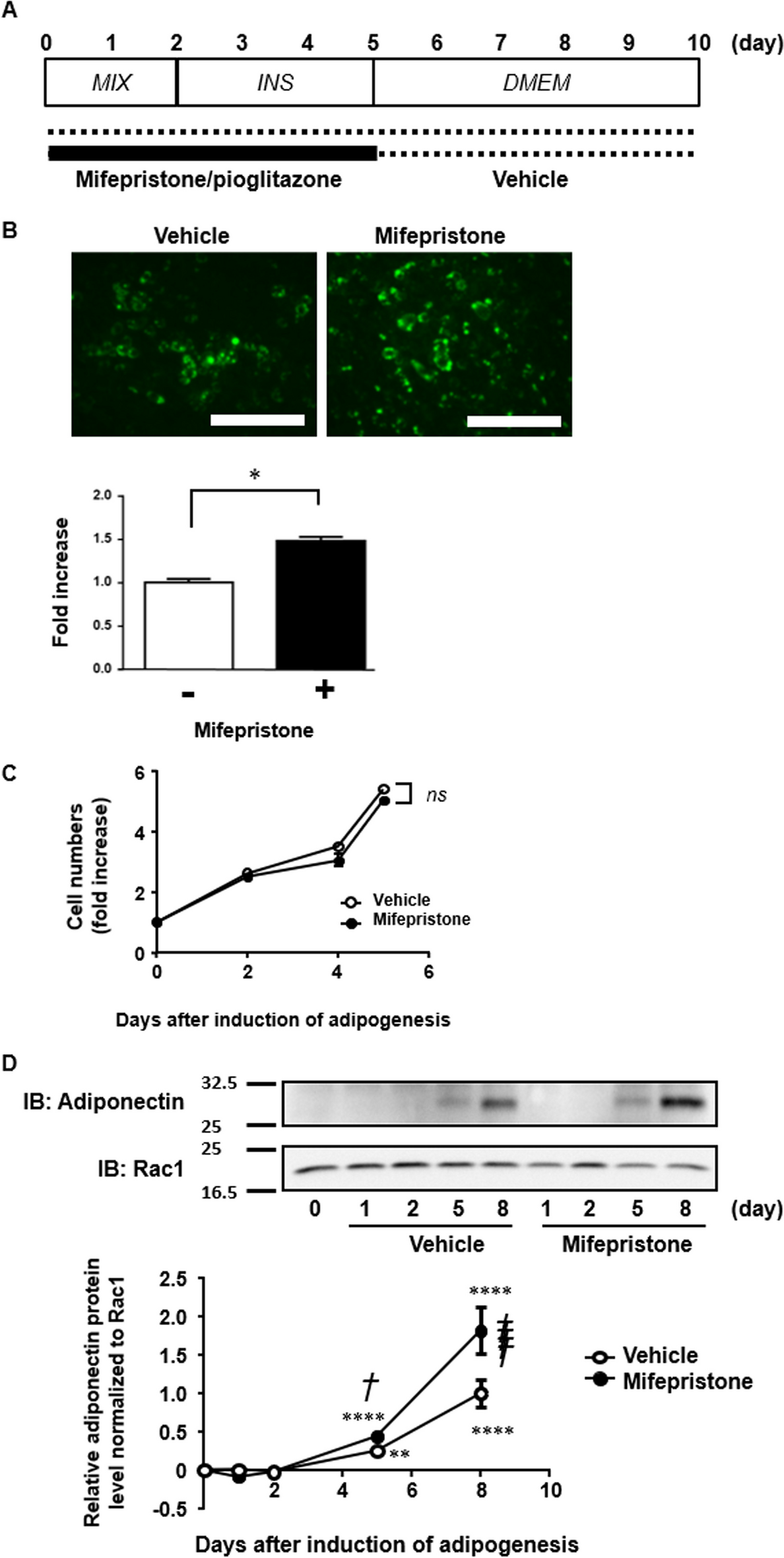 Effects of mifepristone on adipocyte differentiation in mouse 3T3-L1 cells