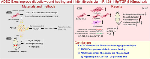Exosomes from adipose-derived mesenchymal stem cell improve diabetic wound healing and inhibit fibrosis via miR-128-1-5p/TGF-β1/Smad axis