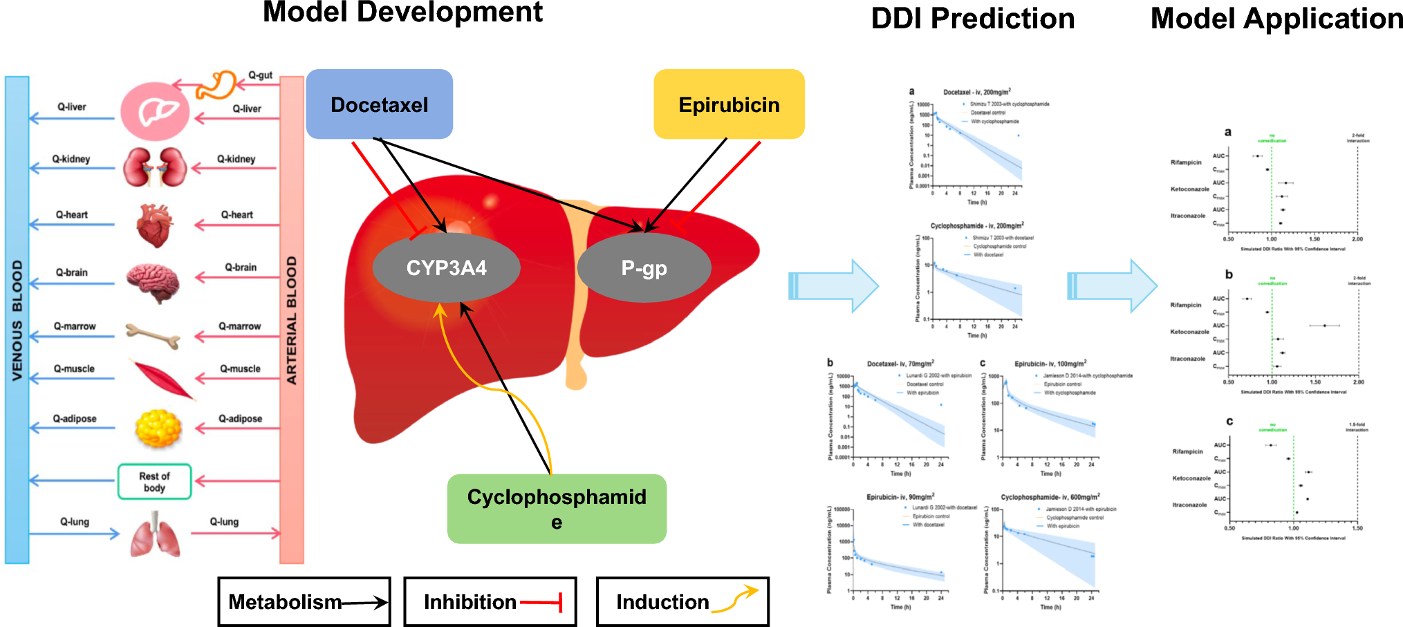 Docetaxel, cyclophosphamide, and epirubicin: application of PBPK modeling to gain new insights for drug-drug interactions