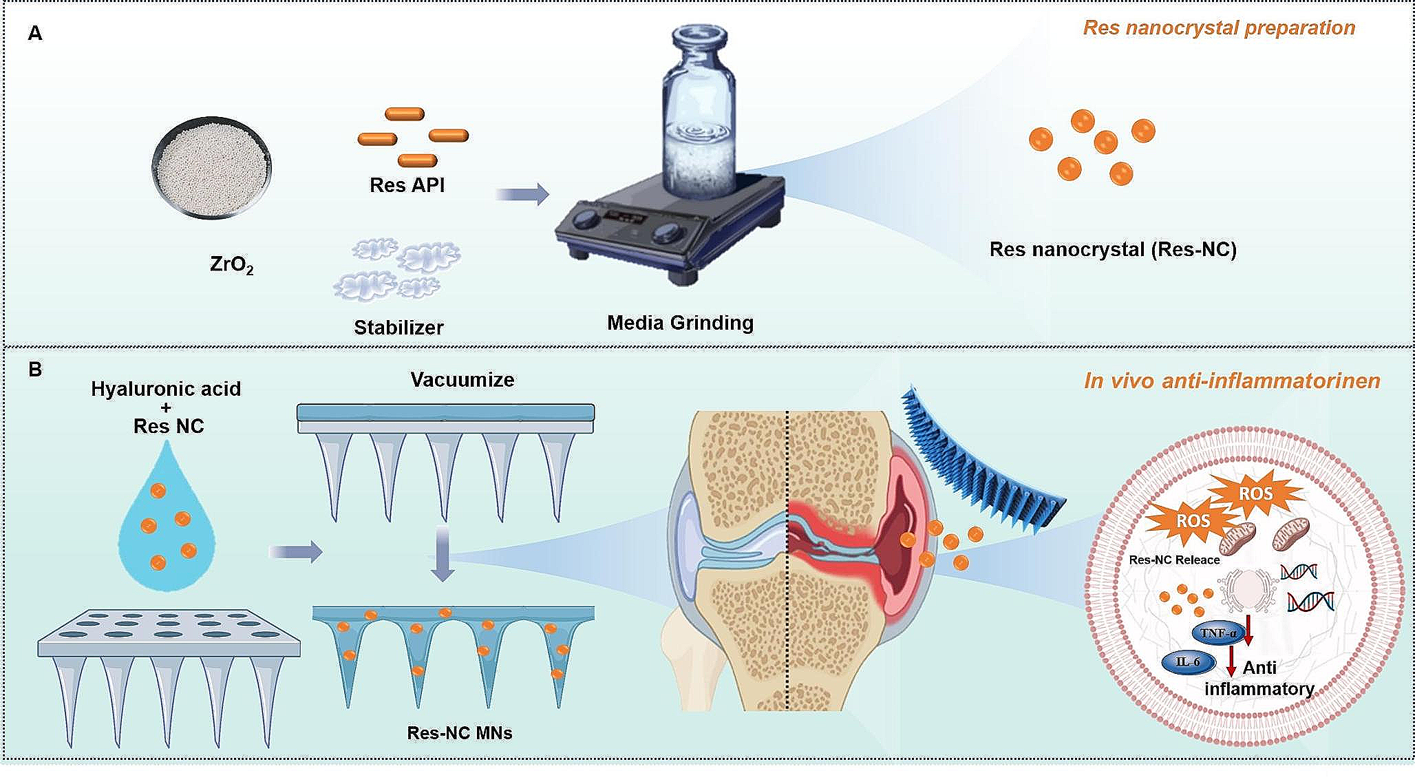 Resveratrol nanocrystals based dissolving microneedles with highly efficient for rheumatoid arthritis