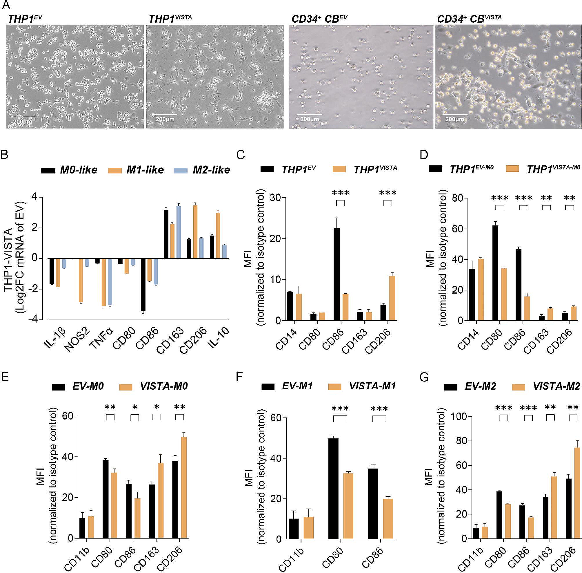 VISTA drives macrophages towards a pro-tumoral phenotype that promotes cancer cell phagocytosis yet down-regulates T cell responses