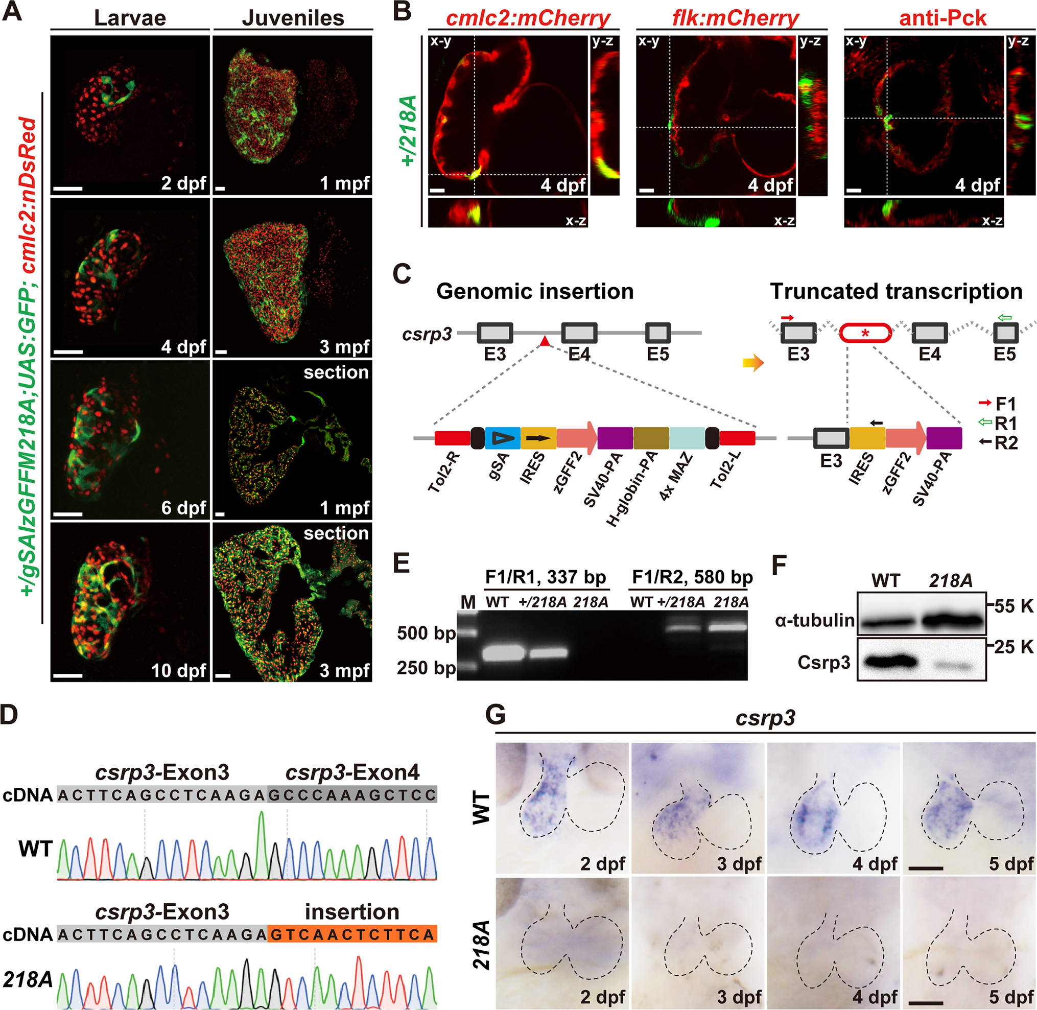 A novel gene-trap line reveals the dynamic patterns and essential roles of cysteine and glycine-rich protein 3 in zebrafish heart development and regeneration