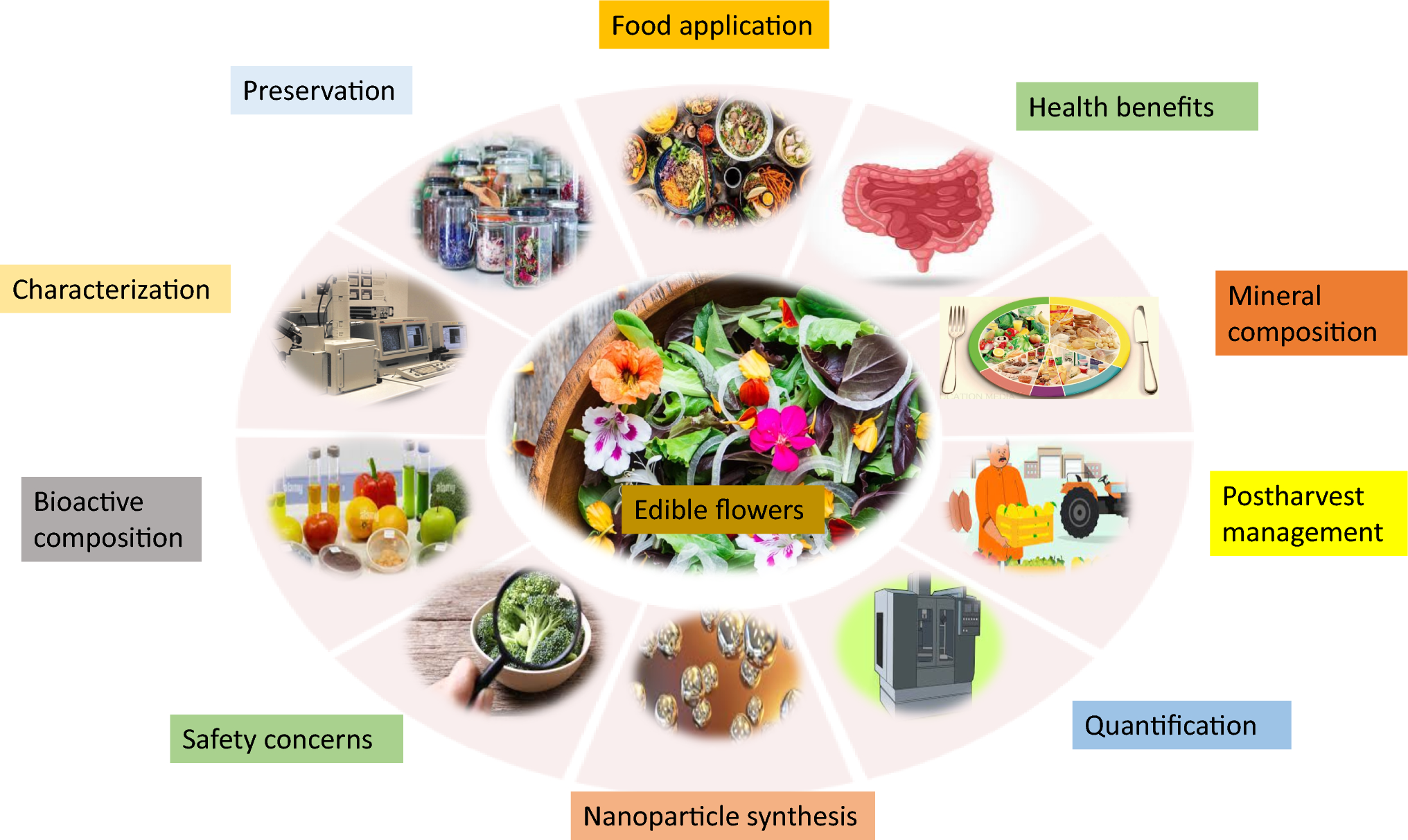 Bioactive compounds, nanoparticles synthesis, health benefits and potential utilization of edible flowers for the development of functional dairy products: a review