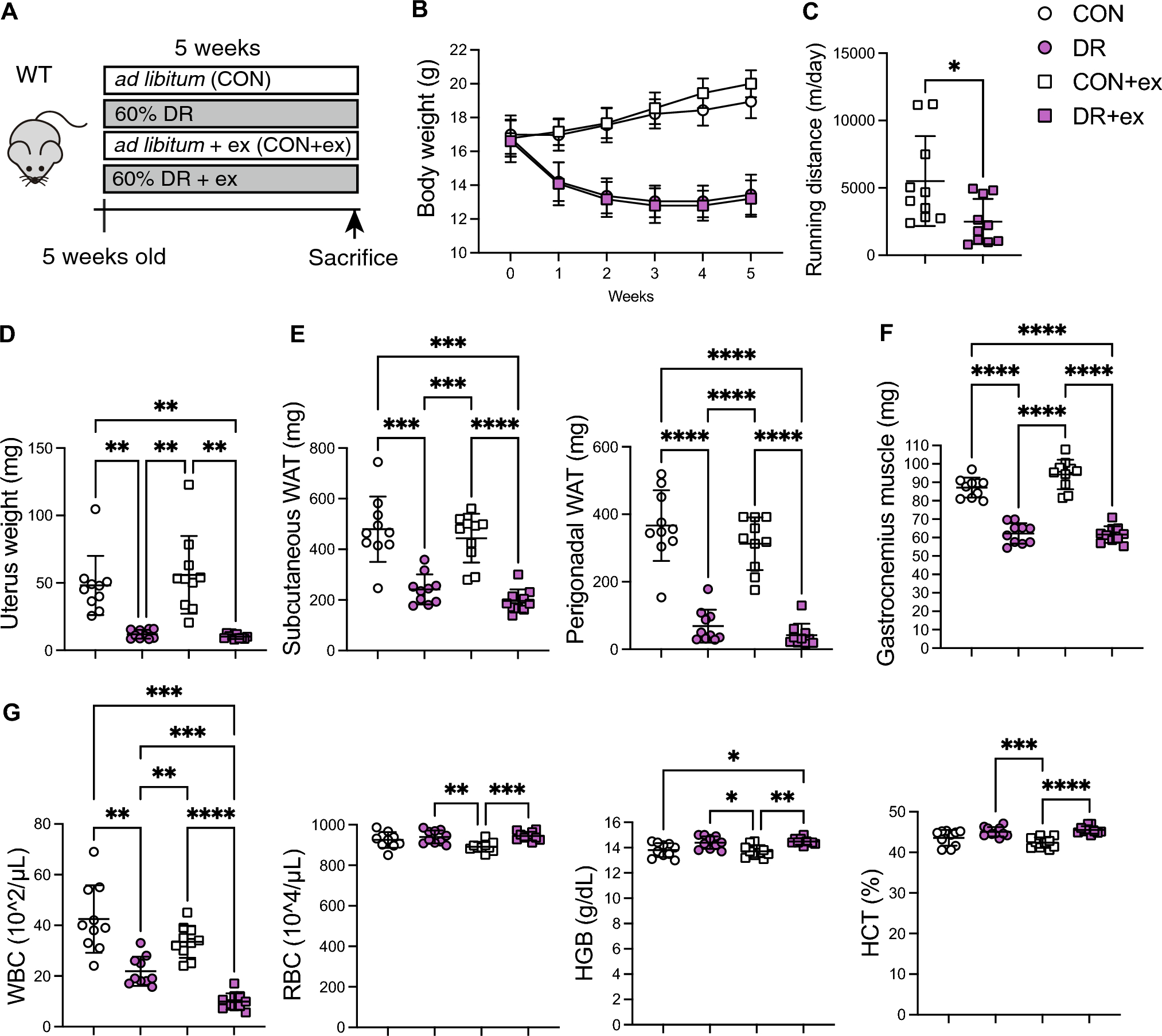 Dietary restriction plus exercise change gene expression of Cxcl12 abundant reticular cells in female mice