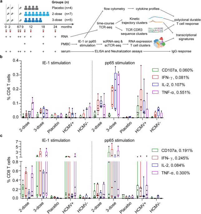 Transcriptional signature of durable effector T cells elicited by a replication defective HCMV vaccine