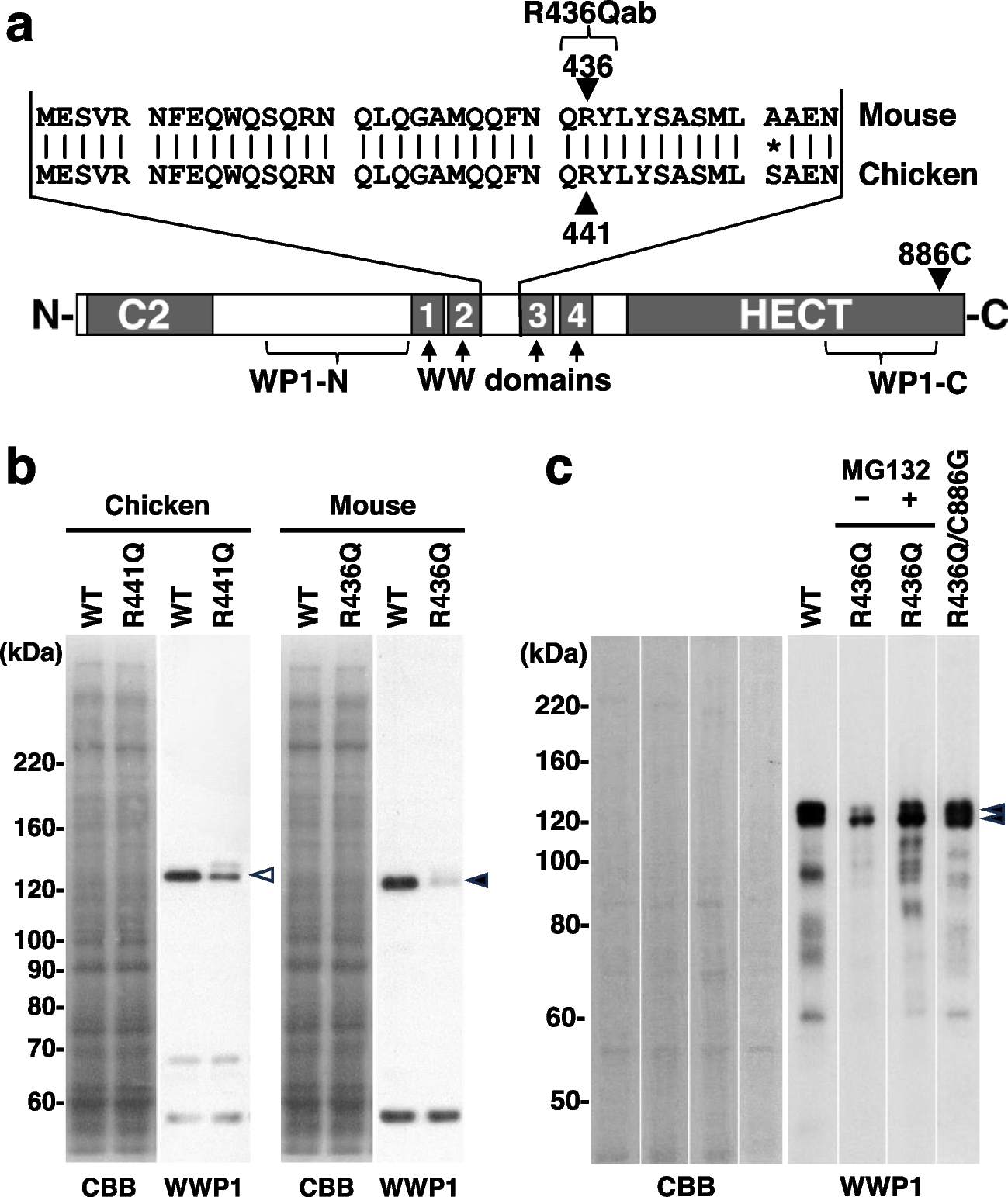 The R436Q missense mutation in WWP1 disrupts autoinhibition of its E3 ubiquitin ligase activity, leading to self-degradation and loss of function