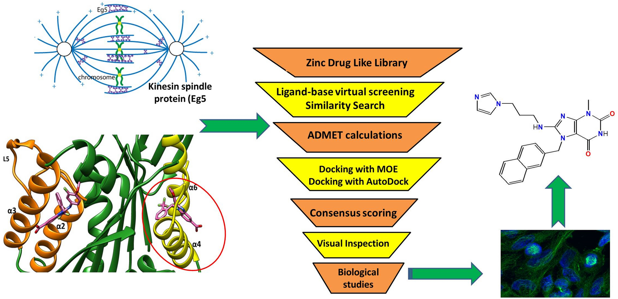 Identifying and characterising promising small molecule inhibitors of kinesin spindle protein using ligand-based virtual screening, molecular docking, molecular dynamics and MM‑GBSA calculations