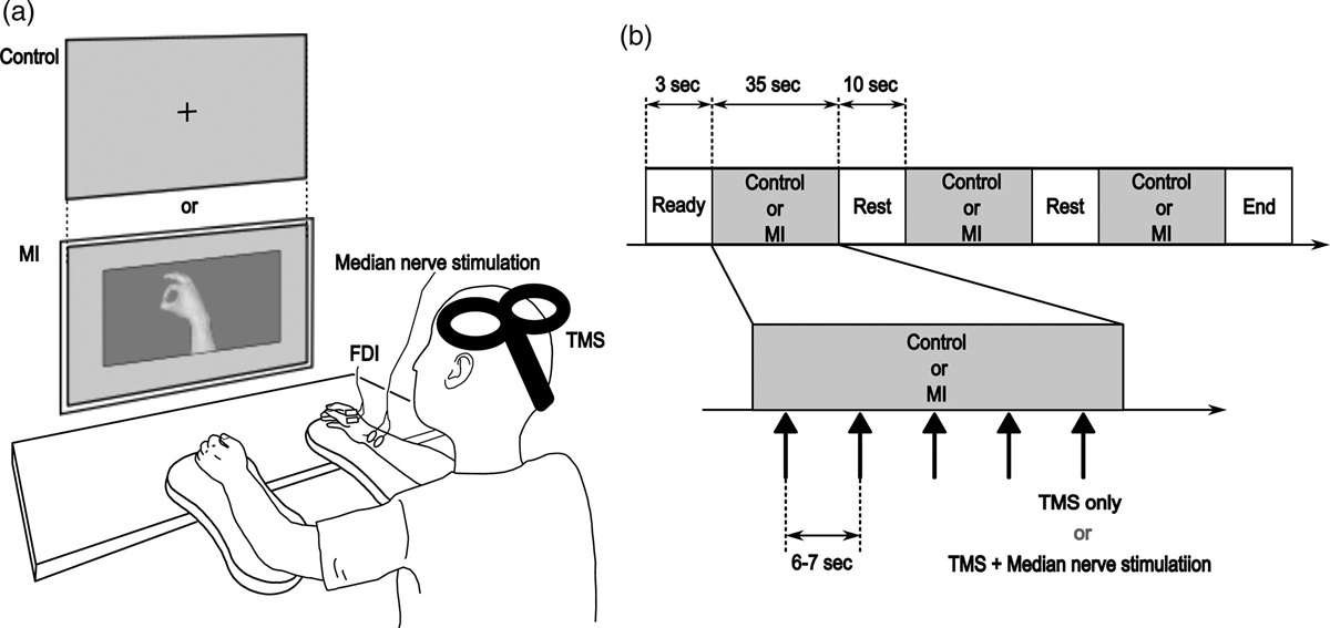 Effects of finger pinch motor imagery on short-latency afferent inhibition and corticospinal excitability