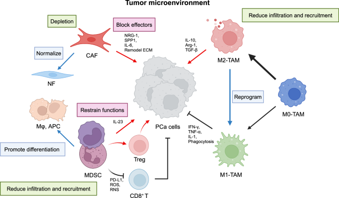 Targeting the tumor microenvironment, a new therapeutic approach for prostate cancer