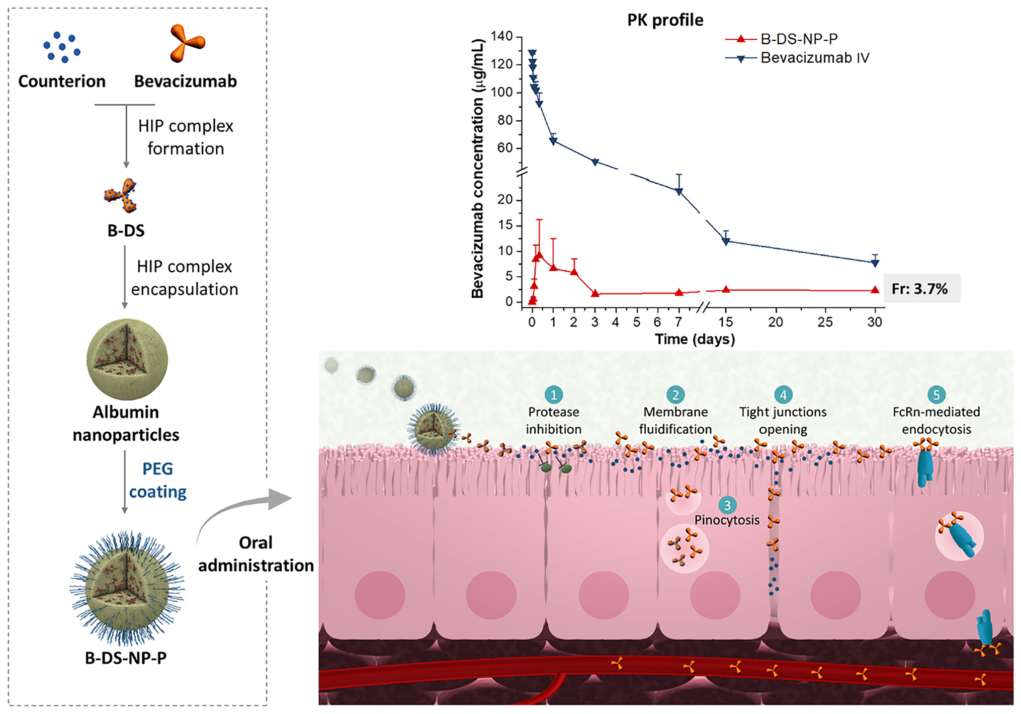 Mucus-penetrating and permeation enhancer albumin-based nanoparticles for oral delivery of macromolecules: Application to bevacizumab