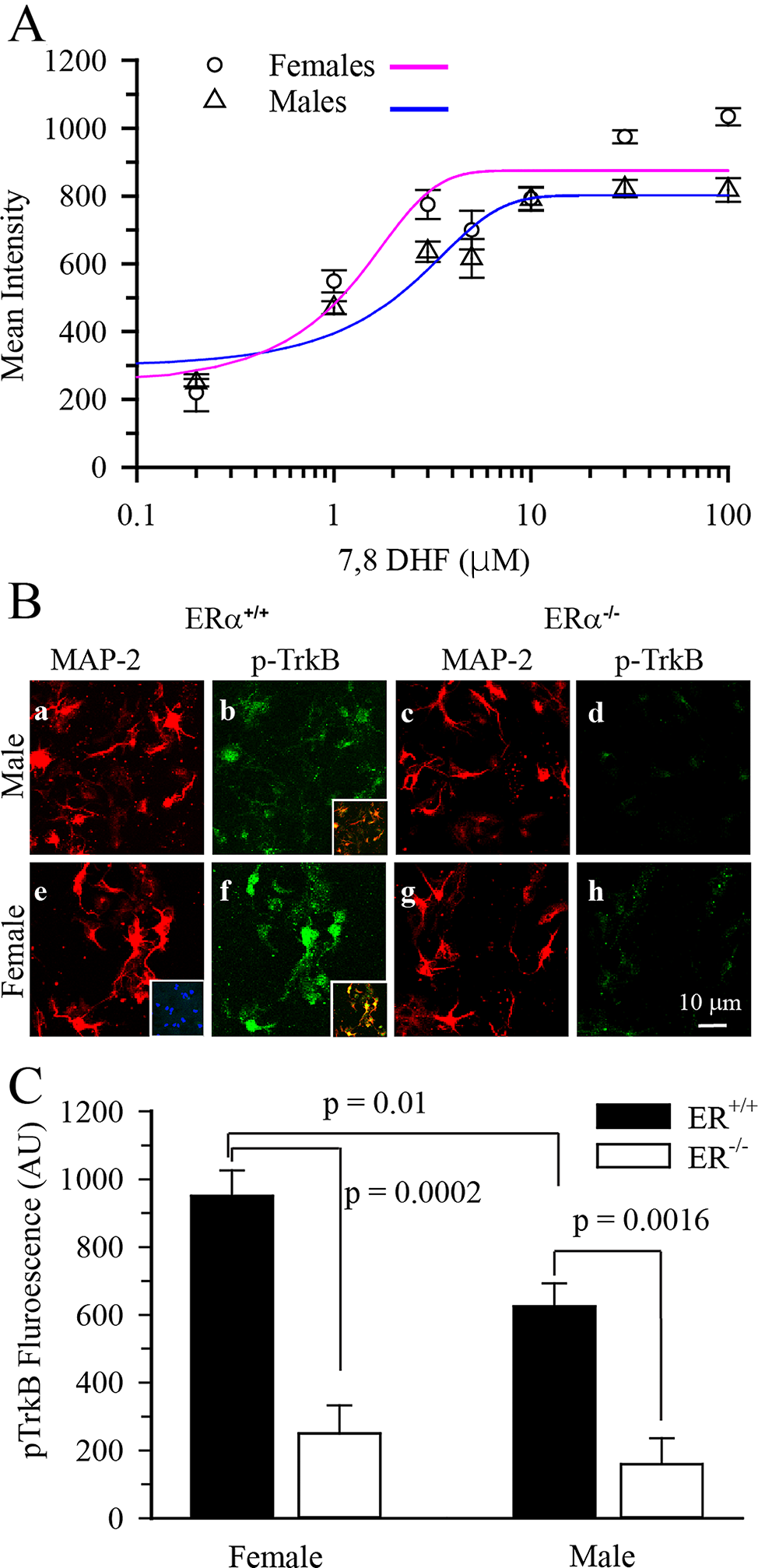 TrkB-mediated neuroprotection in female hippocampal neurons is autonomous, estrogen receptor alpha-dependent, and eliminated by testosterone: a proposed model for sex differences in neonatal hippocampal neuronal injury