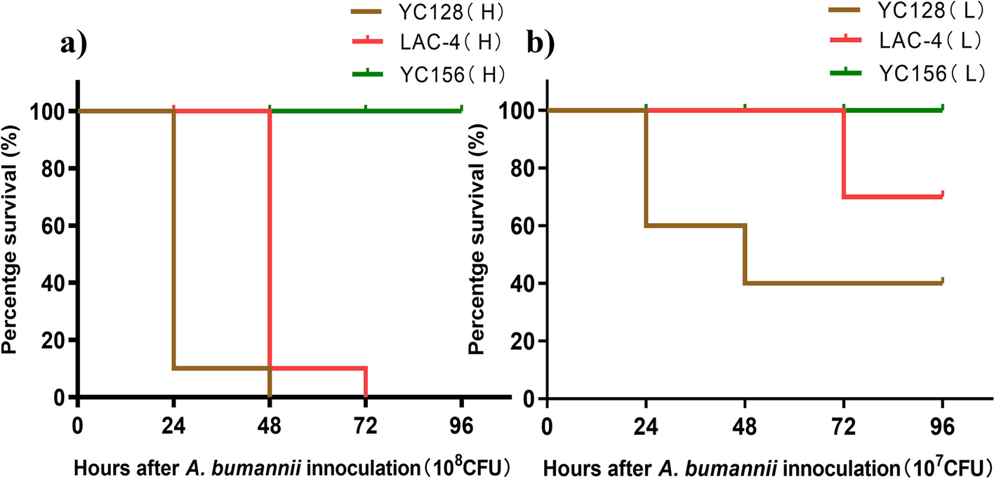 A hypervirulent Acinetobacter baumannii strain has robust anti-phagocytosis ability