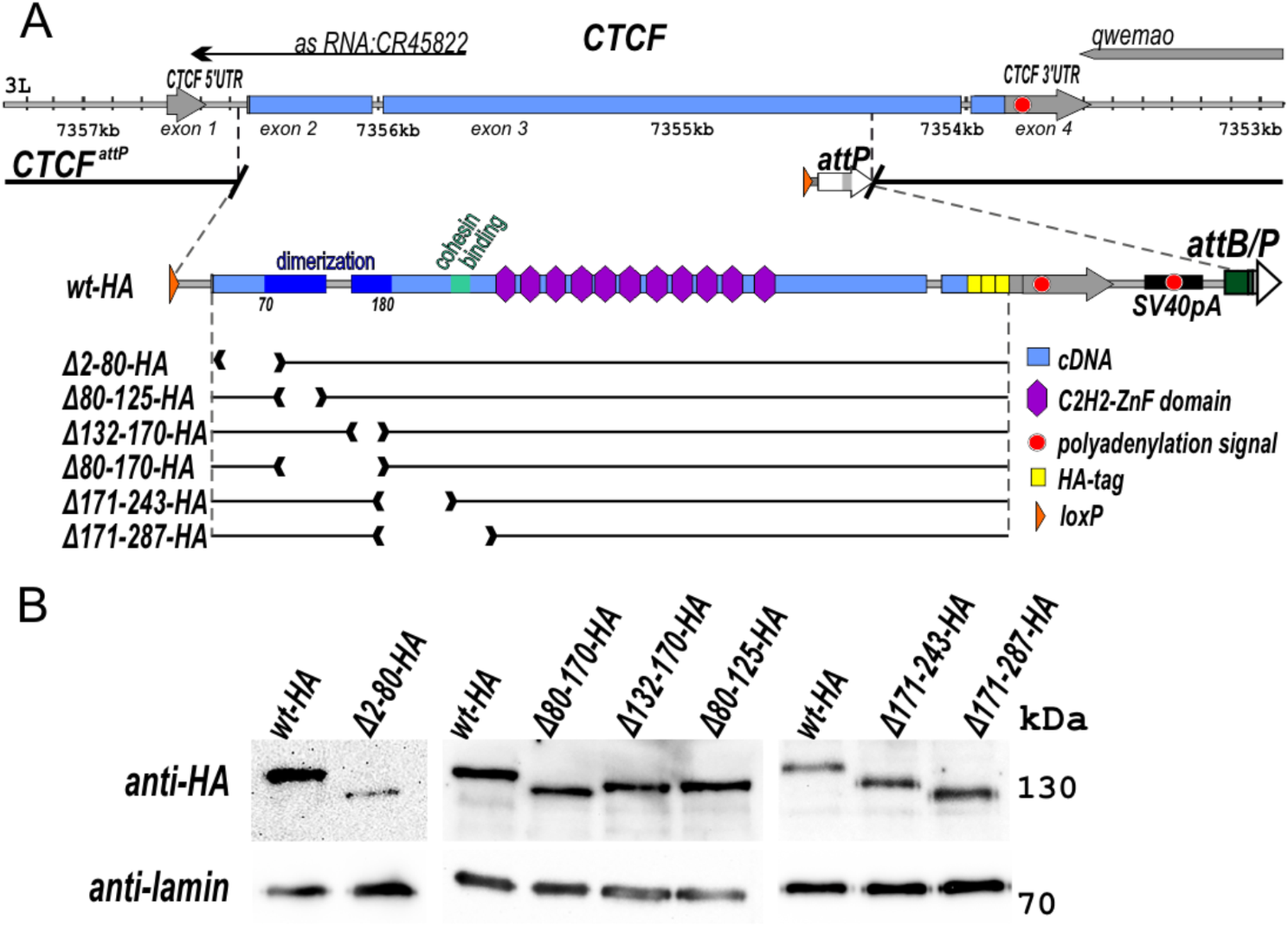 The N-terminal dimerization domains of human and Drosophila CTCF have similar functionality