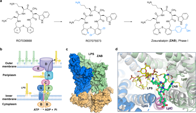 Macrocyclic peptides: up-and-coming weapons to combat antimicrobial resistance