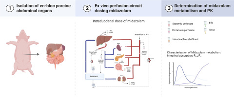 Ex vivo Gut-Hepato-Biliary organ perfusion model to characterize oral absorption, gut-wall metabolism, pre-systemic hepatic metabolism and biliary excretion; application to midazolam