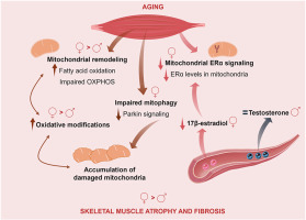 Mitochondrial remodeling underlying age-induced skeletal muscle wasting: let’s talk about sex