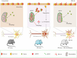 Targeting NKAα1 to treat Parkinson's disease through inhibition of mitophagy-dependent ferroptosis