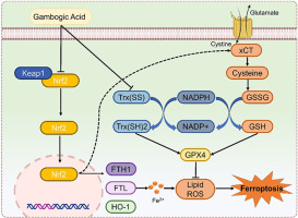 Unlocking the anticancer activity of gambogic acid: a shift towards ferroptosis via a GSH/Trx dual antioxidant system