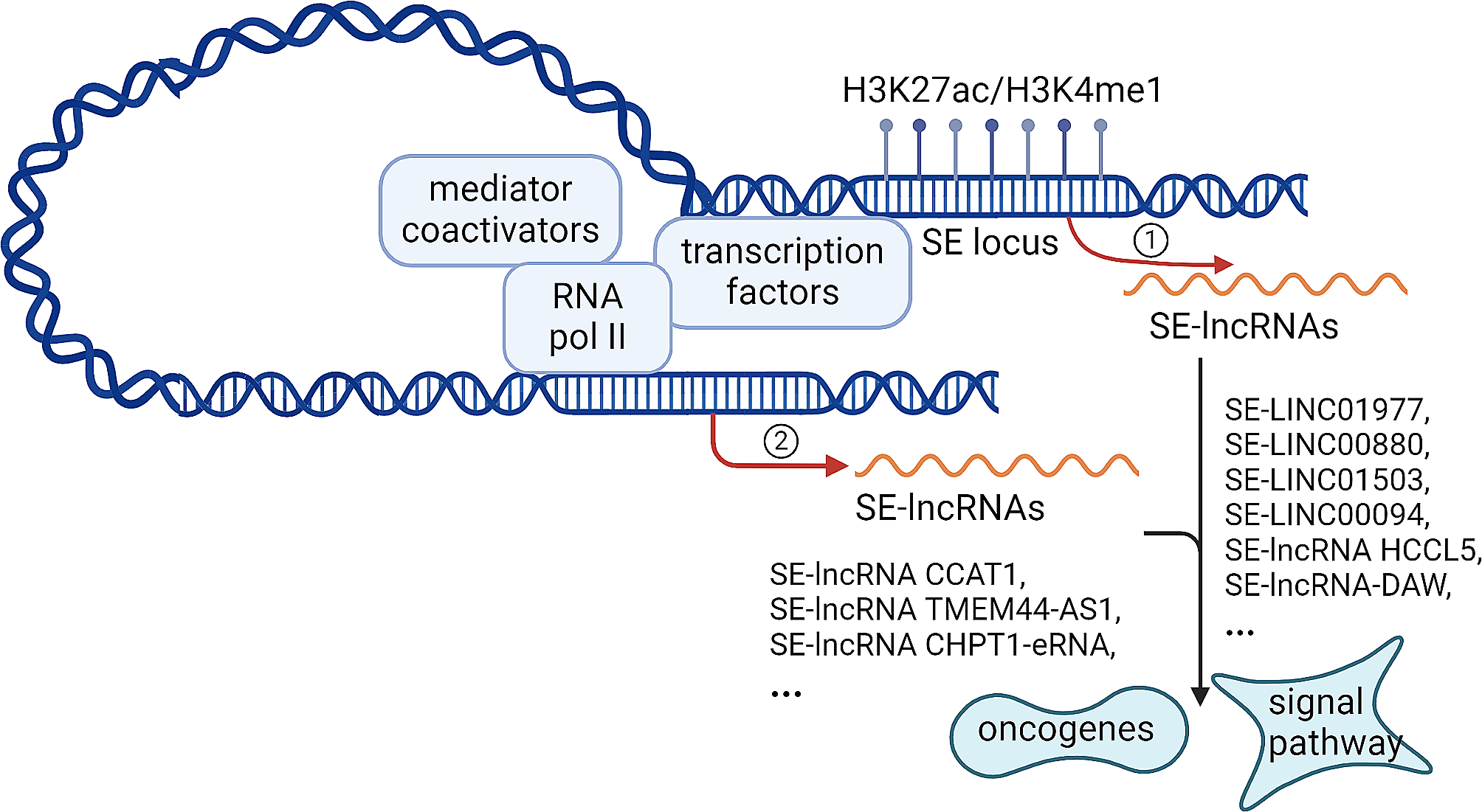 Super enhancer lncRNAs: a novel hallmark in cancer