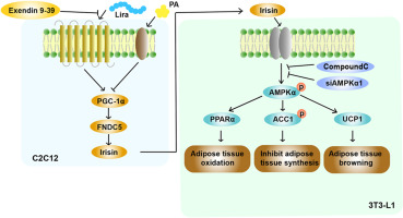 Liraglutide promotes UCP1 expression and lipolysis of adipocytes by promoting the secretion of irisin from skeletal muscle cells