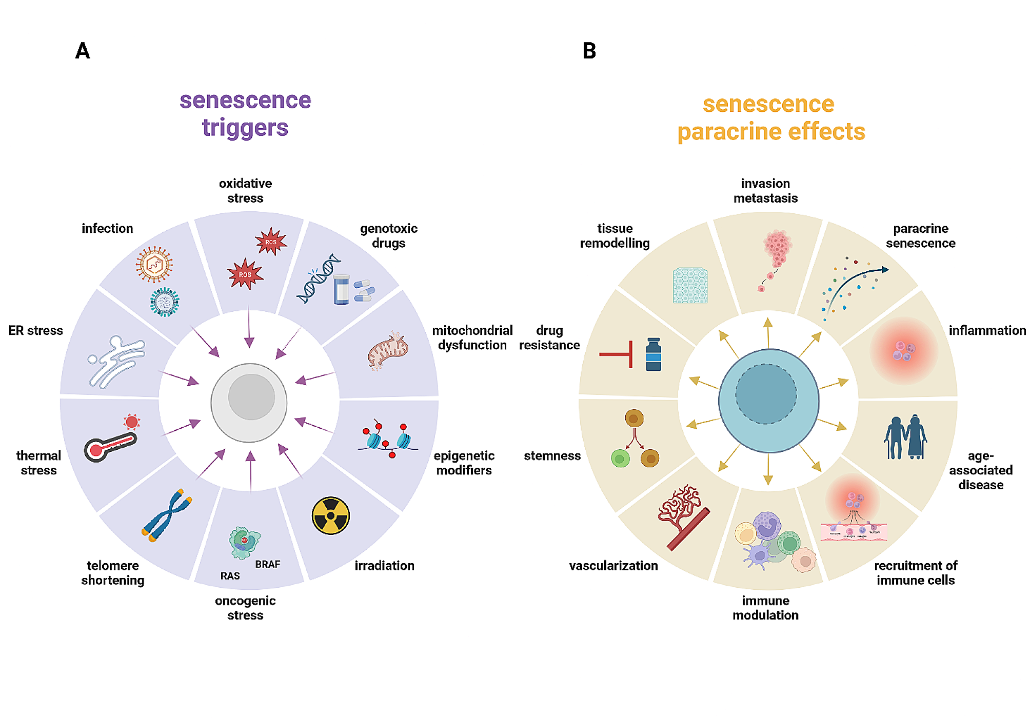 The senescence journey in cancer immunoediting