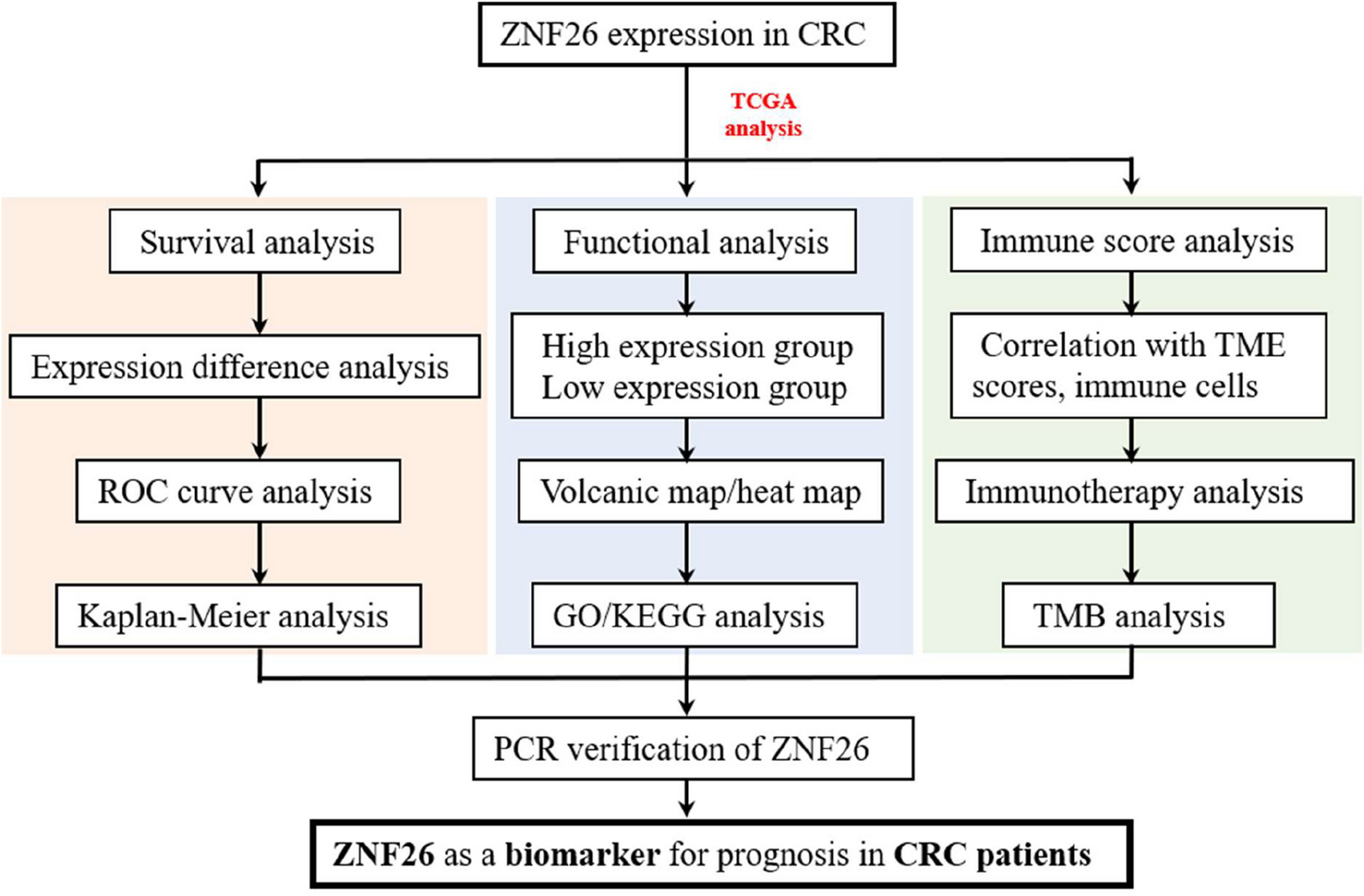 ZNF26-Associated Genes as Prognostic Signatures in Colorectal Cancer with Broad Therapeutic Implications