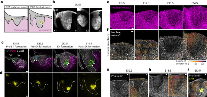 Proliferation-driven mechanical compression induces signalling centre formation during mammalian organ development