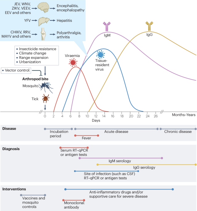 Generating prophylactic immunity against arboviruses in vertebrates and invertebrates
