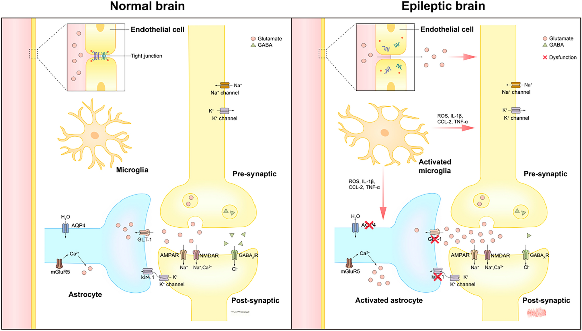 The Neurovascular Unit Dysfunction in the Molecular Mechanisms of Epileptogenesis and Targeted Therapy