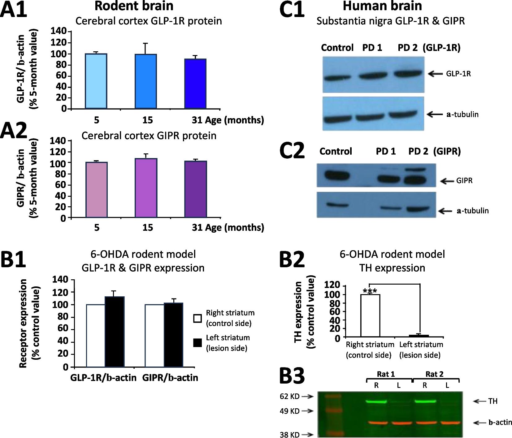 DPP-4 inhibitors sitagliptin and PF-00734,200 mitigate dopaminergic neurodegeneration, neuroinflammation and behavioral impairment in the rat 6-OHDA model of Parkinson’s disease