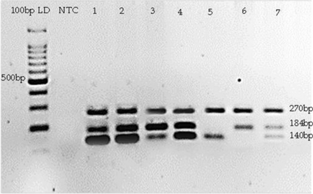 Association of single nucleotide polymorphism at BMP2 gene with iron deficiency status among anaemic patients in Hospital Universiti Sains Malaysia