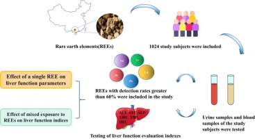 Correlation between urinary rare earth elements and liver function in a Zhuang population aged 35–74 years in Nanning