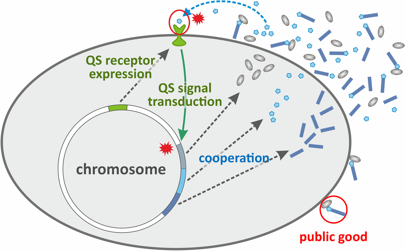 Cue-driven microbial cooperation and communication: evolving quorum sensing with honest signaling