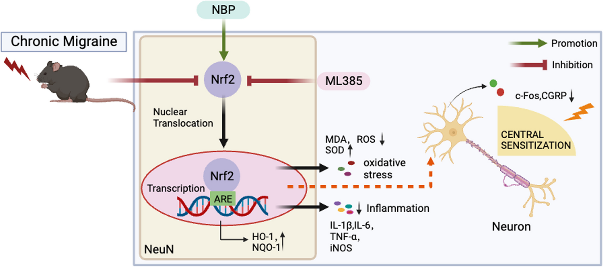 Unveiling the therapeutic potential of Dl-3-n-butylphthalide in NTG-induced migraine mouse: activating the Nrf2 pathway to alleviate oxidative stress and neuroinflammation