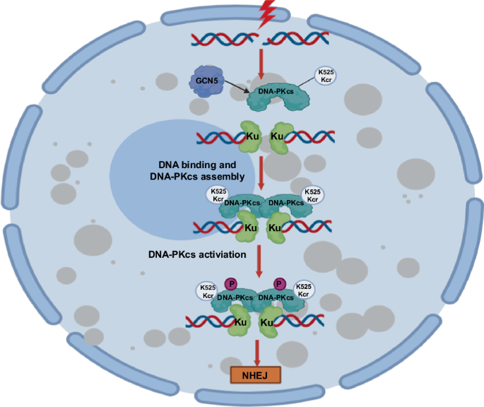 GCN5 mediates DNA-PKcs crotonylation for DNA double-strand break repair and determining cancer radiosensitivity