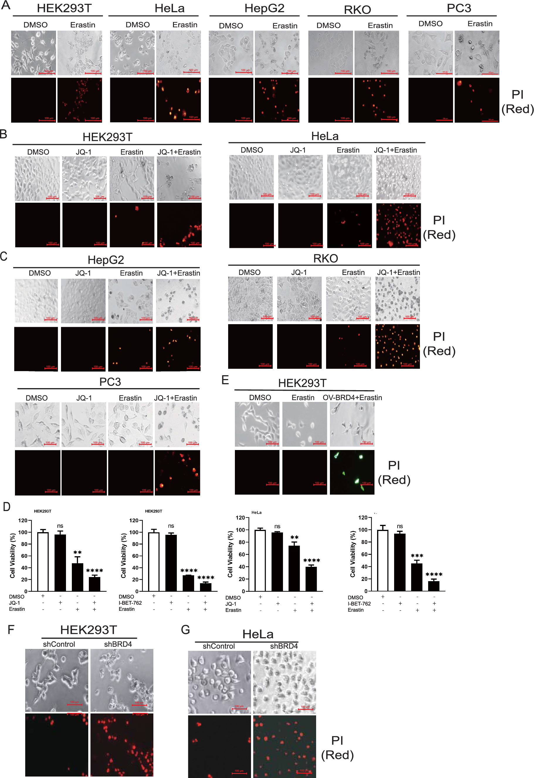 BRD4 inhibitors broadly promote erastin-induced ferroptosis in different cell lines by targeting ROS and FSP1