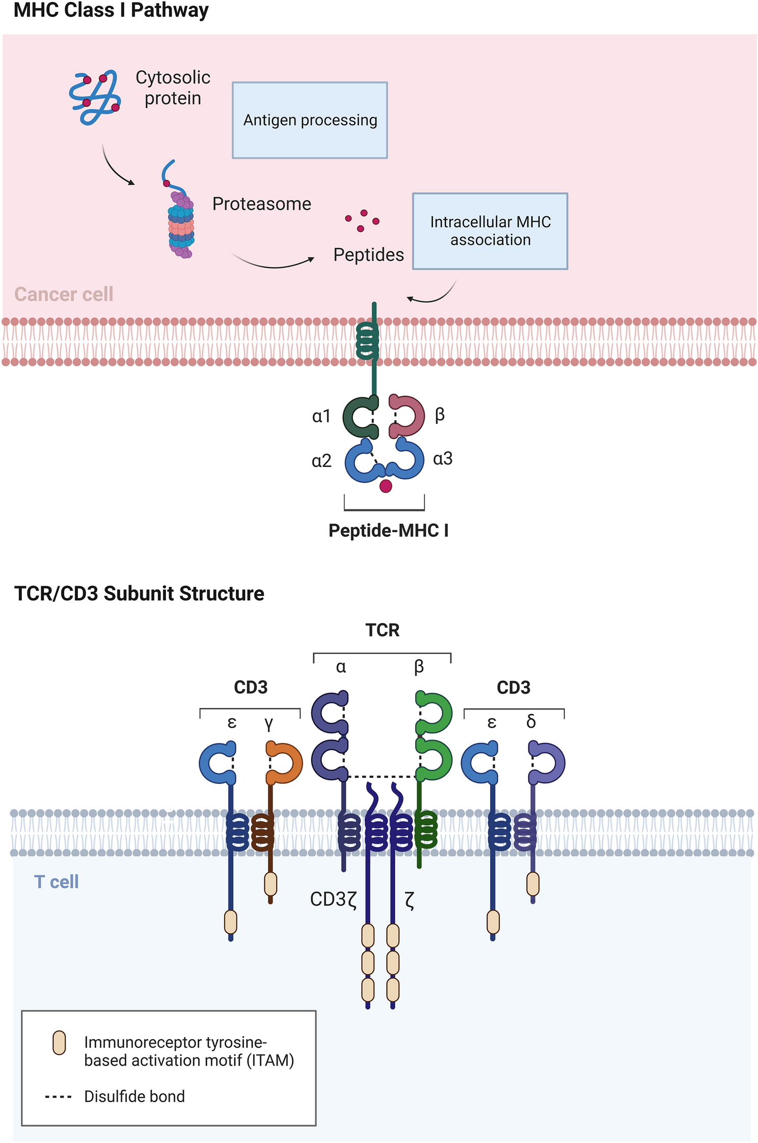 Novel insights into TCR-T cell therapy in solid neoplasms: optimizing adoptive immunotherapy