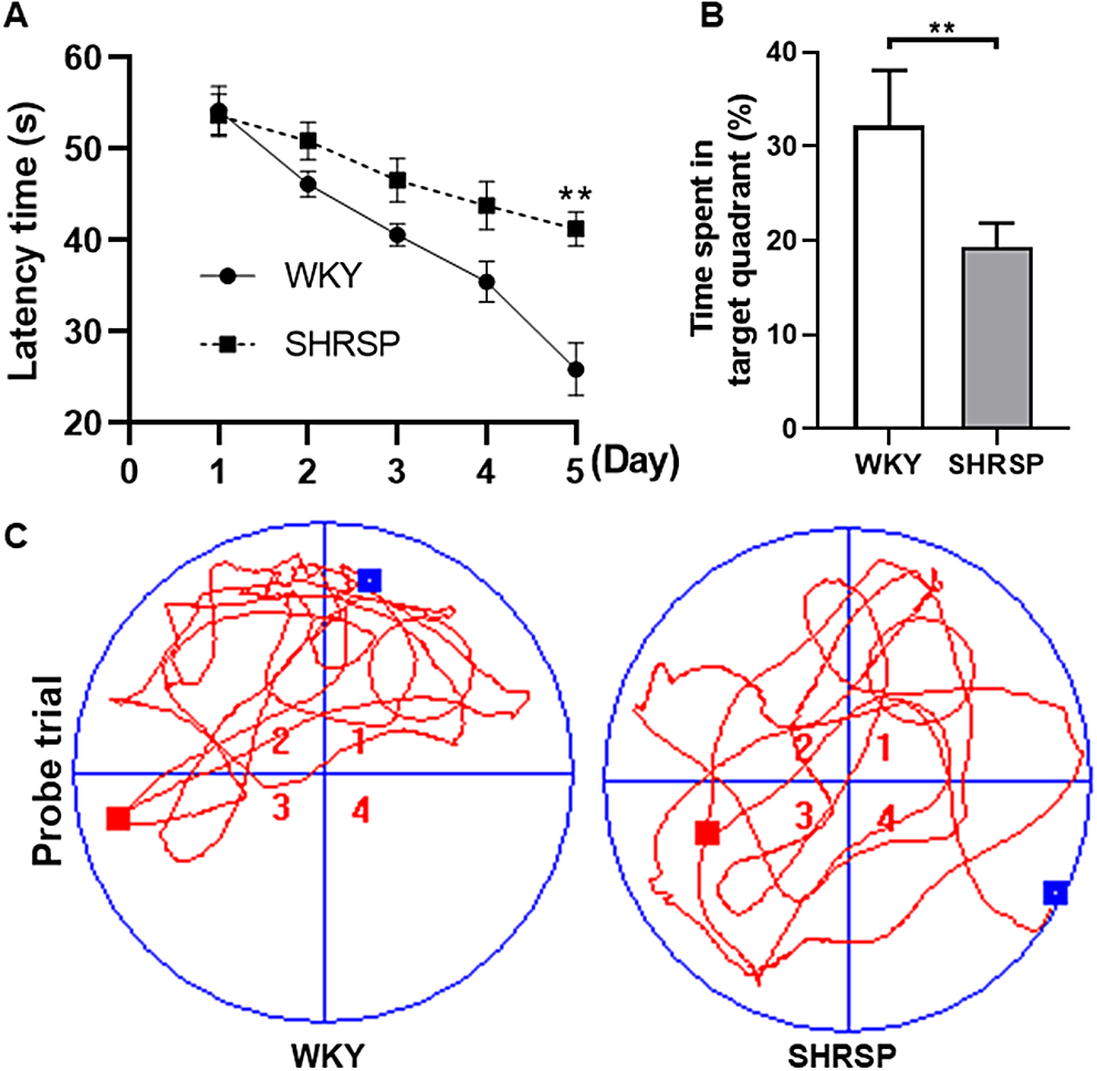 Activation of NLRP3 inflammasome in a rat model of cerebral small vessel disease